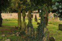 Ivy on Gravestones: Click to enlarge